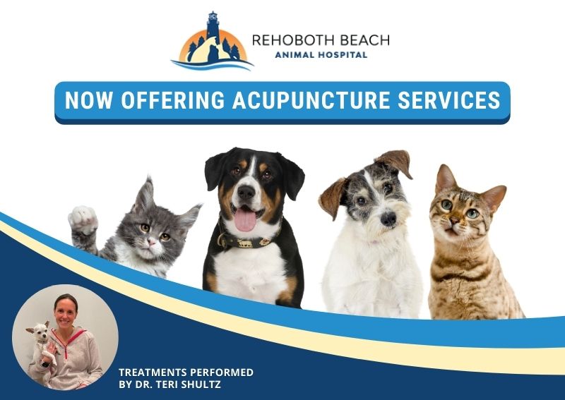 Carousel Slide 2: Learn More About Pet Acupuncture >